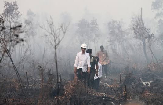 KINERJA JOKOWI URUS KEHUTANAN