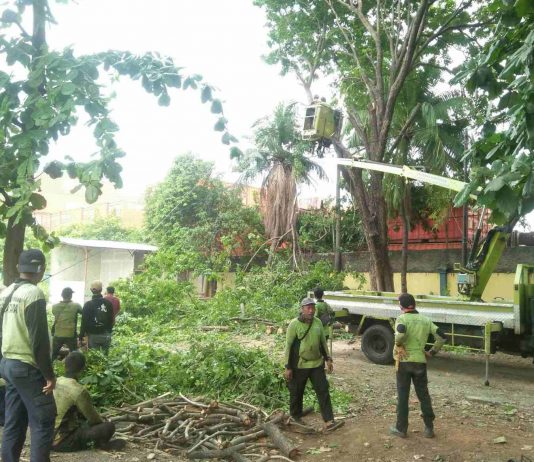 Jelang Musim Hujan Sudin Pertamanan dan hutan kota Jakut Gencar Penopingan Pohon