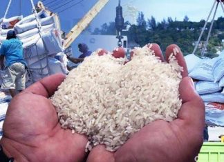 BANTUAN LANGSUNG BERAS, BAGAIMANA NASIB DIVERSIFIKASI PANGAN ?